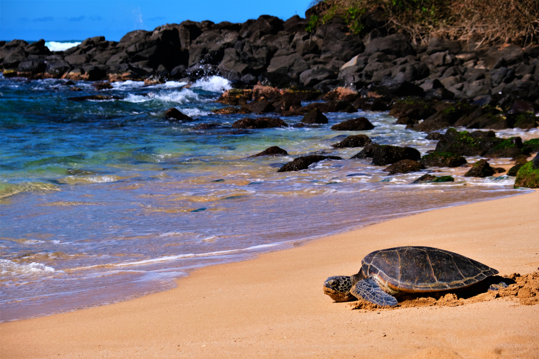 Hawaii Outdoor Adventures on the North Shore's Turtle Beach – Hawaii  Outdoor Adventures